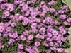New York Asters